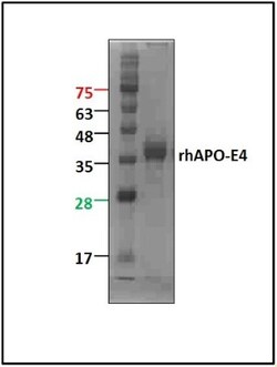 Novus Biologicals™ Recombinant Human ApoE4 Protein